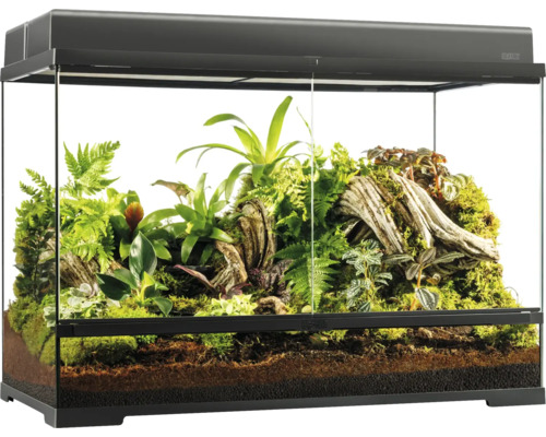 Glasterrarium mit Pflanzen und Bodengrund für Reptilien und Amphibien