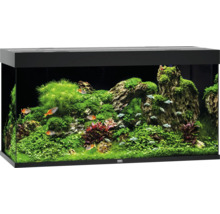 Eingerichtetes Aquarium mit Fischen und Pflanzen