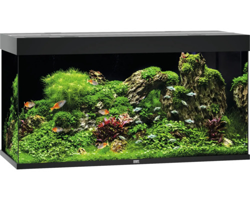 Eingerichtetes Aquarium mit Fischen und Pflanzen