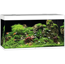 Eingerichtetes Aquarium mit Fischen, Pflanzen und Steinen