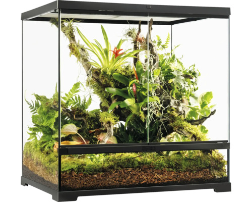 Terrarium mit Pflanzen und natürlicher Dekoration für Reptilien und Amphibien