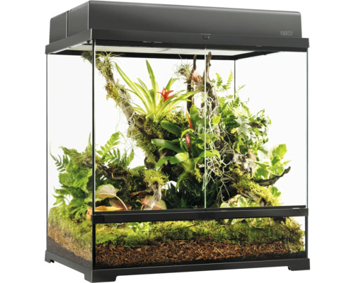 Terrarium mit Pflanzen und Bodengrund