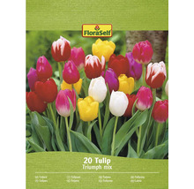 20 Triumph Tulpenmischung von FloraSelf