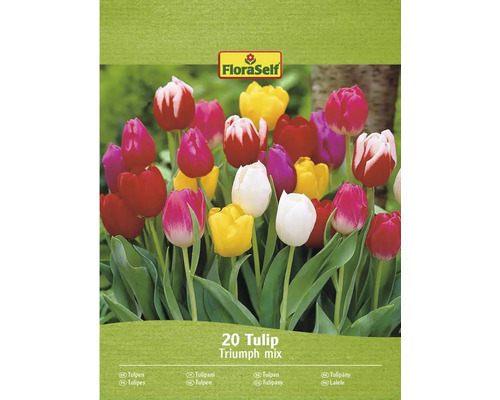 20 Triumph Tulpenmischung von FloraSelf