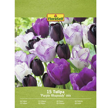 FloraSelf Tulpenmischung Purple Rhapsody, Packung mit 15 Stück
