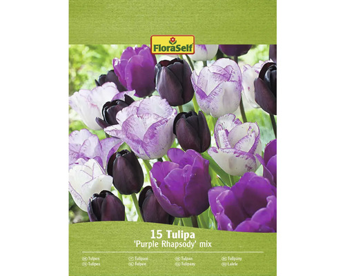 FloraSelf Tulpenmischung Purple Rhapsody, Packung mit 15 Stück