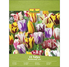 Packung Tulpen Rembrandt Mischung von FloraSelf mit 15 Blumenzwiebeln