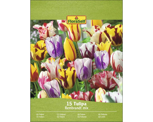Packung Tulpen Rembrandt Mischung von FloraSelf mit 15 Blumenzwiebeln