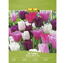 FloraSelf Tulpen Spring Bliss Mix, Packung mit 15 Stück