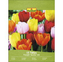 Packung Tulpen Triumph Aurora Mix mit 15 Zwiebeln