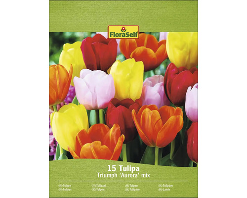 Packung Tulpen Triumph Aurora Mix mit 15 Zwiebeln