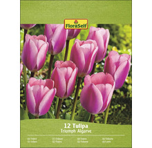 Packung Triumph Tulpen Algarve, 12 Stück