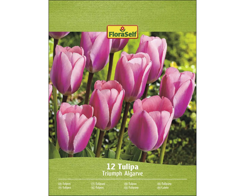 Packung Triumph Tulpen Algarve, 12 Stück