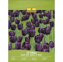 Verpackung mit 12 Tulpen der Sorte Queen of Night