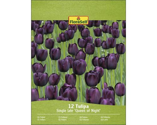Verpackung mit 12 Tulpen der Sorte Queen of Night