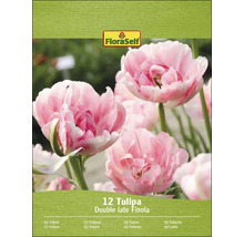 Packung Tulpen Blumenzwiebeln der Sorte Double Late Finola