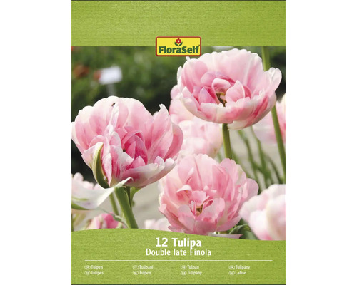 Packung Tulpen Blumenzwiebeln der Sorte Double Late Finola