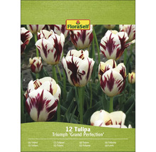 FloraSelf Triumph ''Grand Perfection'' Tulpenpackung mit zwölf Stück