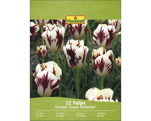FloraSelf Triumph ''Grand Perfection'' Tulpenpackung mit zwölf Stück