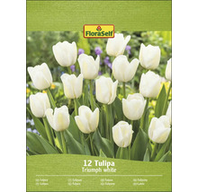 FloraSelf Triumph weiße Tulpen, 12 Stück