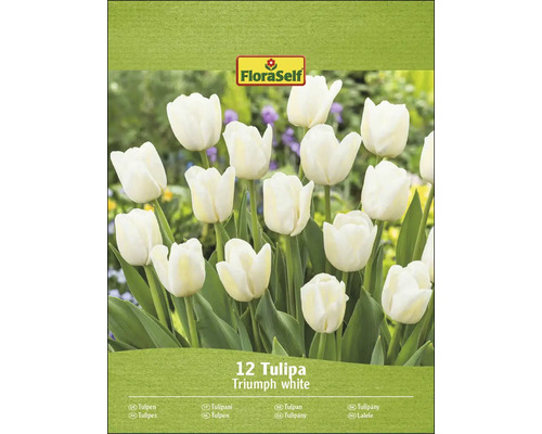 FloraSelf Triumph weiße Tulpen, 12 Stück