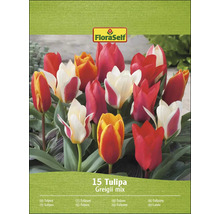 FloraSelf Tulpenmischung Greigii, Packung mit 15 Stück