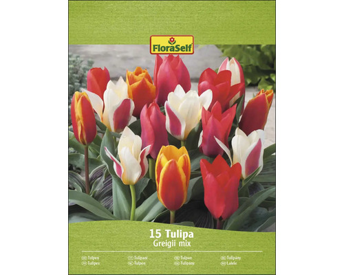 FloraSelf Tulpenmischung Greigii, Packung mit 15 Stück