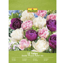 Packung mit 12 Tulpen Blumenzwiebeln, Sorte Double Picasso Pallet Mix