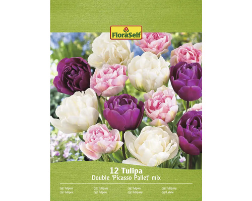 Packung mit 12 Tulpen Blumenzwiebeln, Sorte Double Picasso Pallet Mix