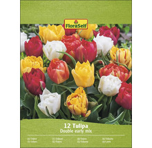 FloraSelf Tulpen Double Early Mix, Packung mit zwölf Blumenzwiebeln