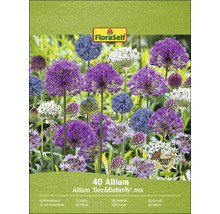 FloraSelf 40 Allium Bee and Butterfly Mix Packung