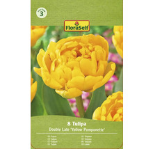 Verpackung Tulpen Blumenzwiebeln Sorte Double Late Yellow Pomponette der Marke FloraSelf