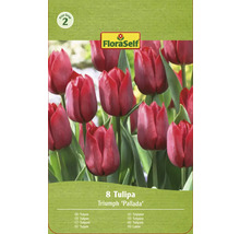 Verpackung mit acht Triumph Tulpen der Sorte Pallada