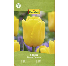 Verpackung gelbe Triumph Tulpen Blumenzwiebeln