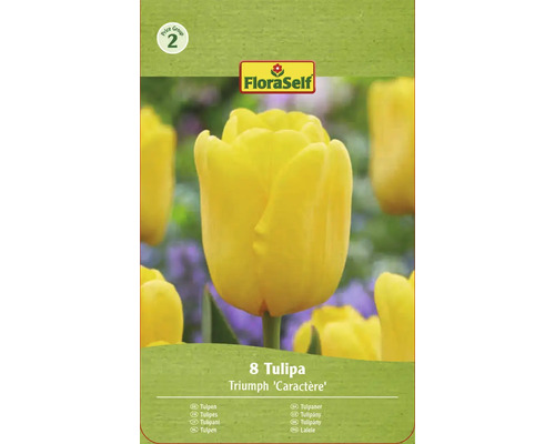 Verpackung gelbe Triumph Tulpen Blumenzwiebeln