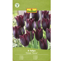 Verpackung mit 8 Triumph Tulpen der Sorte Havran