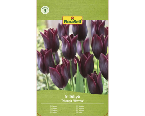 Verpackung mit 8 Triumph Tulpen der Sorte Havran