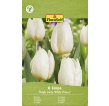 FloraSelf Tulpenpackung mit 8 Tulpen der Sorte Single early White Prince