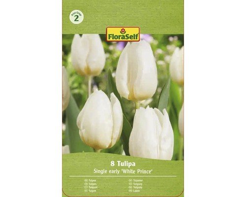 FloraSelf Tulpenpackung mit 8 Tulpen der Sorte Single early White Prince