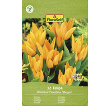 Packung Tulpen Botanical Praestans Sorte ''Shogun'' mit Hinweis auf Bienenfreundlichkeit