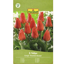 Verpackung mit acht Tulpen der Sorte Greigii Oriental Beauty