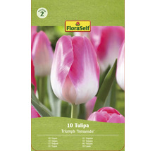 Packung Triumph Tulpen der Sorte Innuendo mit zehn Stück