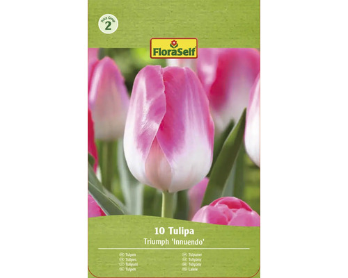 Packung Triumph Tulpen der Sorte Innuendo mit zehn Stück