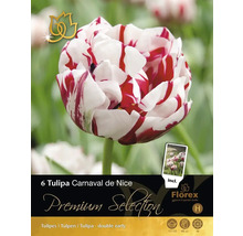 Packung mit sechs Tulipa Carnaval de Nice Blumenzwiebeln