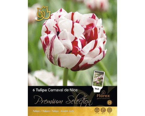 Packung mit sechs Tulipa Carnaval de Nice Blumenzwiebeln