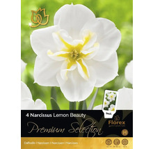 Verpackung mit vier Narzissen Lemon Beauty Zwiebeln