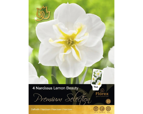 Verpackung mit vier Narzissen Lemon Beauty Zwiebeln