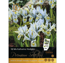 12 Iris Katharine Hodgkin Zwiebeln