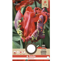 6 Tulipa Rococo Tulpenzwiebeln