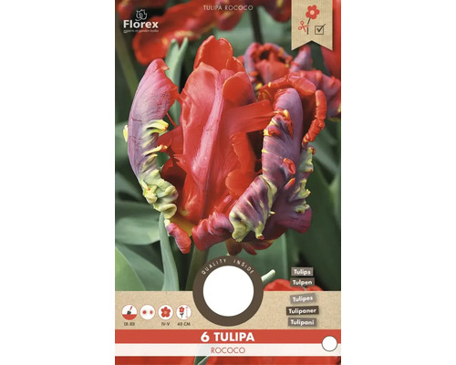 6 Tulipa Rococo Tulpenzwiebeln